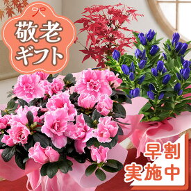 早割実施中！ 敬老の日 プレゼント ギフト 敬老の日プレゼント 敬老の日ギフト 選べる組合せ 花 スイーツ 花とスイーツset 選べるセット 敬老会 送料無料 鉢 鉢植え 孔雀草 アスター 3色植え 果樹鉢 敬老 フラワー イベントギフトD 2026 BunBun!Bee