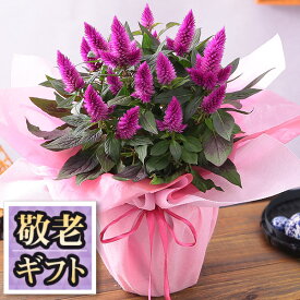 楽天市場 花鉢 秋の通販