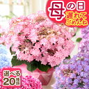 母の日 ランキング1位 花ギフト