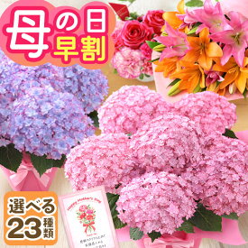 早割実施中！ 母の日 プレゼント 花 ギフト 花鉢 鉢花 アジサイ アレンジ アレンジメント 花束 ベゴニア バラ ユリ カーネーション 送料無料 ははの日 イベントギフトC 2026 BunBun!Bee