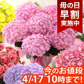 【早割＆100円OFFクーポン】母の日 プレゼント 花 ギフト 花鉢 鉢花 アジサイ アレンジ アレンジメント 花束 ベゴニア バラ ユリ カーネーション 送料無料 ははの日 イベントギフトC 2024 BunBun!Bee