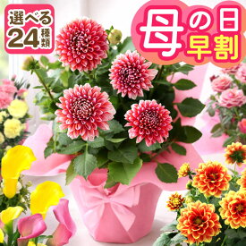 早割実施中！ 母の日 プレゼント 花 ギフト 鉢植え カリブラコア ダリア バラ カーネーション カラー カランコエ 紫陽花 アジサイ 寄せ植え 送料無料 メッセージカード付き ははの日 イベントギフトE 2026 BunBun!Bee