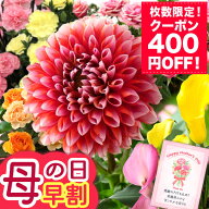 【400円OFF楽天市場クーポン】早割 母の日 プレゼント ギフト 花 母の日ギフト 鉢植え カリブラコア ダリ…
