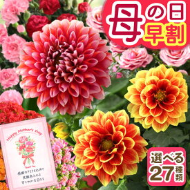 まもなく値上がり【最大150円OFFクーポン＆ポイント最大2倍！要エントリー】早割 母の日 プレゼント ギフト 花 母の日ギフト 鉢植え カリブラコア ダリア バラ カーネーション カラー カランコエ 母の日ギフト2026 紫陽花 アジサイ 寄せ植え イベントギフトE 2026 BunBun!Bee
