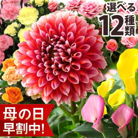 【早割最終日！28日まで】母の日 プレゼント 花 ギフト 鉢植え カリブラコア ダリア バラ カーネーション カラー カランコエ 寄せ植え 送料無料 メッセージカード付き ははの日 イベントギフトE 2024 BunBun!Bee