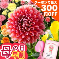 まもなく値上がり【300円OFFクーポン】早割 母の日 プレゼント ギフト 花 母の日ギフト 鉢植え カリブラ…