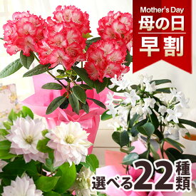 早割実施中！ 母の日 プレゼント ギフト 花 鉢植え カルミア しゃくなげ マダガスカルジャスミン クレマチス ブルーベリー 果樹鉢 鉢花 花鉢 大きい メッセージカード付 ははの日 イベントギフトP 2026 BunBun!Bee