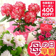 【400円OFF！楽天市場クーポン】早割 母の日 プレゼント ギフト 花 母の日ギフト 鉢植え カルミア しゃく…