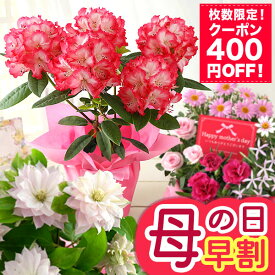 【400円OFF！楽天市場クーポン】早割 母の日 プレゼント ギフト 花 母の日ギフト 鉢植え カルミア しゃくなげ ジャスミン クレマチス ブルーベリー 母の日ギフト2026 果樹鉢 鉢花 花鉢 大きい メッセージカード付 イベントギフトP 2026 BunBun!Bee