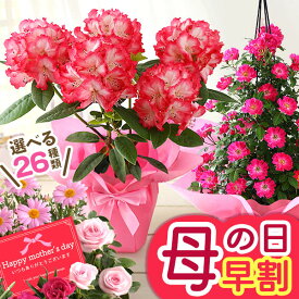 まもなく値上がり！【最大150円OFFクーポン＆ポイント最大2倍！要エントリー】早割 母の日 プレゼント ギフト 花 母の日ギフト 鉢植え カルミア しゃくなげ ジャスミン クレマチス ブルーベリー 母の日ギフト2026 果樹鉢 鉢花 花鉢 イベントギフトP 2026 BunBun!Bee