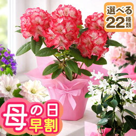 【クーポンで100円OFF（一部商品）】早割実施中！ 母の日 プレゼント ギフト 花 鉢植え カルミア しゃくなげ マダガスカルジャスミン クレマチス ブルーベリー 果樹鉢 鉢花 花鉢 大きい メッセージカード付 ははの日 イベントギフトP 2026 BunBun!Bee
