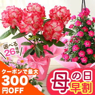 まもなく値上がり！【300円OFFクーポン】早割 母の日 プレゼント ギフト 花 母の日ギフト 鉢植え カルミ…