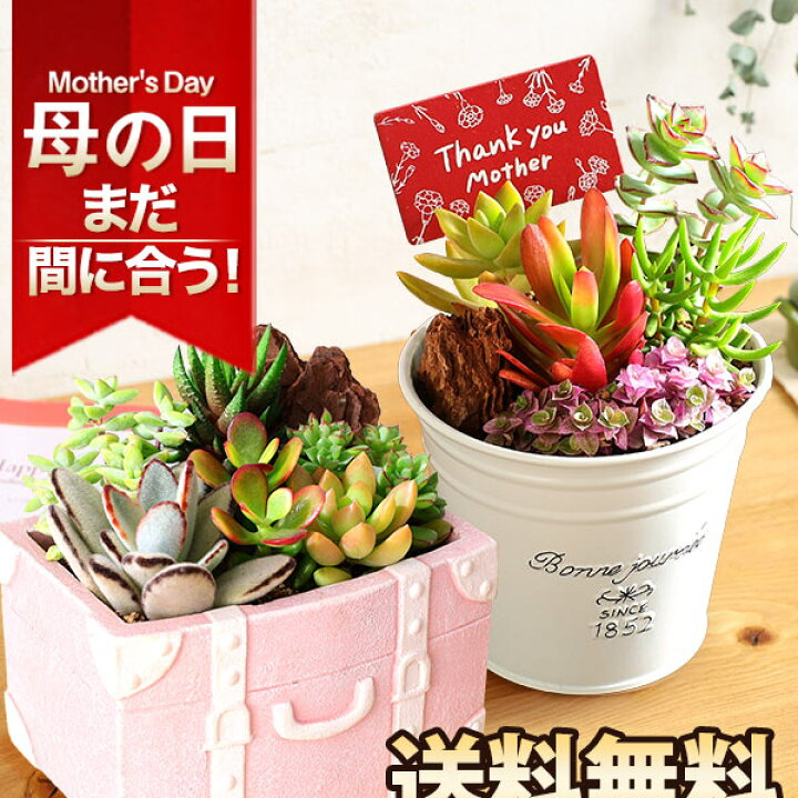 楽天市場】母の日 プレゼント ギフト 多肉植物 寄せ植え 観葉植物  