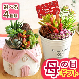 早割実施中！ 母の日 プレゼント ギフト 多肉植物 寄せ植え 観葉植物 テラリウム 送料無料 メッセージカード付き ははの日 イベントギフトK6 2026 BunBun!Bee