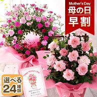 早割 母の日 【200円OFF（一部商品）楽天市場クーポン】プレゼント 花 ギフト 花鉢 鉢花 アジサイ 花寄せ…