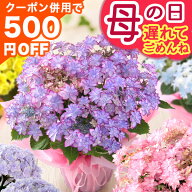 遅れてごめんね！【最大500円OFFクーポン！※併用】 母の日 母の日ギフト プレゼント 花 ギフト 鉢植え …