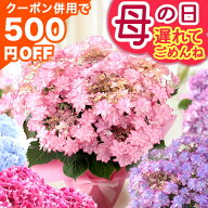 遅れてごめんね！【最大500円OFFクーポン！※併用】 母の日 楽天総合ランキング1位 プレゼント 母の日ギ…