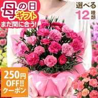 まもなく値上がり【クーポンで250円OFF！】早割 母の日 プレゼント 花 ギフト 鉢植え カーネーション 5号…