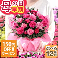 早割 【クーポンで150円OFF】母の日 プレゼント 花 ギフト 鉢植え カーネーション 5号鉢 花鉢 選べる12種…