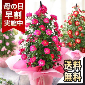 母の日 プレゼント【早割＆100円OFFクーポン】花 ギフト 鉢植え バラ タワー 6号鉢 花鉢 ミニバラ ローズ 薔薇 送料無料 メッセージカード付き 大きい ははの日 イベントギフトM 2024 BunBun!Bee