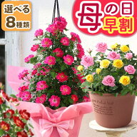 【200円OFF！枚数限定　楽天市場クーポン】早割 母の日 母の日ギフト プレゼント 花 ギフト 鉢植え バラ …