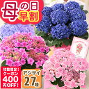 もうすぐ終了！【400円OFF！楽天市場クーポン】早割 母の日 プレゼント 花 ギフト 鉢植え アジサイ 4号鉢 5号鉢 6号鉢 母の日ギフト2026 花鉢 鉢花 花寄せ鉢 あじさい 紫陽花 メッセージカード付き 大きい サイズ ははの日 イベントギフトR 2026 BunBun!Bee