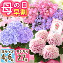早割実施中！ 母の日 プレゼント 花 ギフト 鉢植え アジサイ 4号鉢 5号鉢 6号鉢 花鉢 鉢花 花寄せ鉢 あじさい 紫陽花 送料無料 メッセージカード付き 大きい サイズ ははの日 イベントギフトR 2026 BunBun!Bee