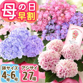 早割実施中！ 母の日 プレゼント 花 ギフト 鉢植え アジサイ 4号鉢 5号鉢 6号鉢 花鉢 鉢花 花寄せ鉢 あじさい 紫陽花 送料無料 メッセージカード付き 大きい サイズ ははの日 イベントギフトR 2026 BunBun!Bee