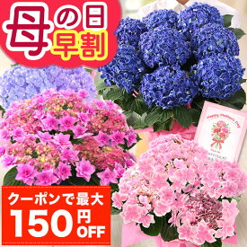 まもなく値上がり！【最大150円OFFクーポン＆ポイント最大2倍！要エントリー】早割 母の日 プレゼント 花 ギフト 鉢植え アジサイ 4号鉢 5号鉢 6号鉢 母の日ギフト2026 花鉢 鉢花 花寄せ鉢 あじさい 紫陽花 メッセージカード 大きい サイズ イベントギフトR 2026 BunBun!Bee