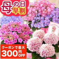 まもなく値上がり【300円OFFクーポン＆ポイント5倍】早割 母の日 プレゼント 花 ギフト 鉢植え アジサイ …