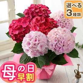 早割実施中！ 母の日 プレゼント 花 ギフト 鉢植え アジサイ 華やか2色植え 5号鉢 花鉢 鉢花 あじさい 紫陽花 送料無料 メッセージカード付き ははの日 イベントギフトZ 2026 BunBun!Bee