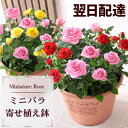 【産地直送！受賞歴多数】花 花鉢 バラ 薔薇 ミニバラ寄せ植え鉢 ルフレメランジェ 送料無料 鉢植え 誕生日 ギフト 誕生日プレゼント 生花 お花 女性 母 妻 お祝い プレゼント 結婚祝い 開店祝い 結婚記念日 フラワー