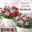 【産地直送！受賞歴多数】花 花鉢 バラ 薔薇 ミニバラ寄せ植え鉢 リュエルフルール 送料無料 鉢植え 誕生日 ギフト 誕生日プレゼント 生花 お花 女性 母 妻 お祝い プレゼント 結婚祝い 開店祝い 結婚記念日 フラワー