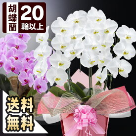 お祝い花鉢「大輪胡蝶蘭」 3本立ち 20輪以上（つぼみ込） 選べる3色 送料無料 コチョウラン 花 フラワー ギフト 贈り物 お返し 開店祝い 開業祝い 移転 就任 昇進 誕生日 プレゼント 還暦 還暦祝い 賀寿 お中元 お歳暮