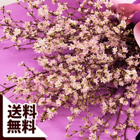 楽天市場 桜 種類 植物 サクラ 花束 切花 花 観葉植物 花 ガーデン Diyの通販