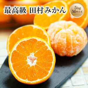 2025N \Jn ݂ ~J  5kg  Mtg 蕨 c݂ MTCY 5kg c݂ c Lc݂ uh n݂    ō 