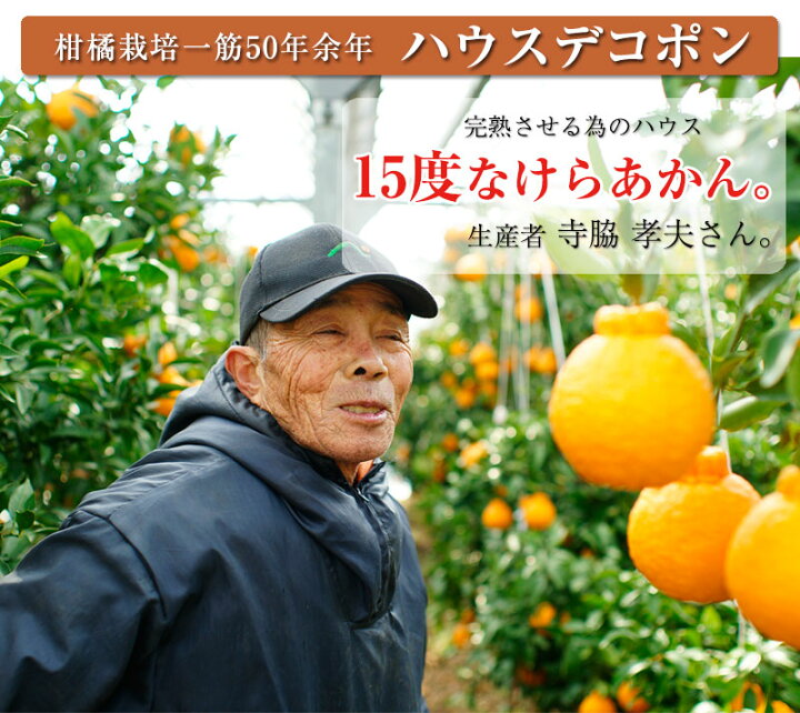 楽天市場 ハウス栽培の完熟デコポン 甘デコ 和歌山県産 送料無料 葉付き手軽な2ｌサイズ12玉入 約3kg 種なし 房ごと食べられる 甘いコクのある不知火 しらぬい ハウス栽培ならでは美味しさ 独自の有機肥料 除草剤なしで作り上げるこだわり柑橘 ふみこ農園