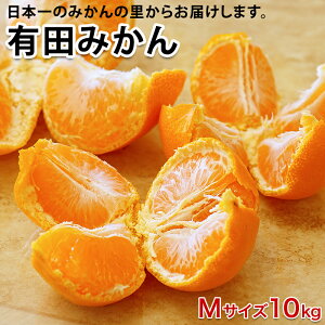 2025N \Jn _AR̃}`͔|ōLc݂ STCY MTCX LTCY 3kg 5kg 10kg ÂĔ ō ~O ƒp Lc݂ v[g Ԃ  