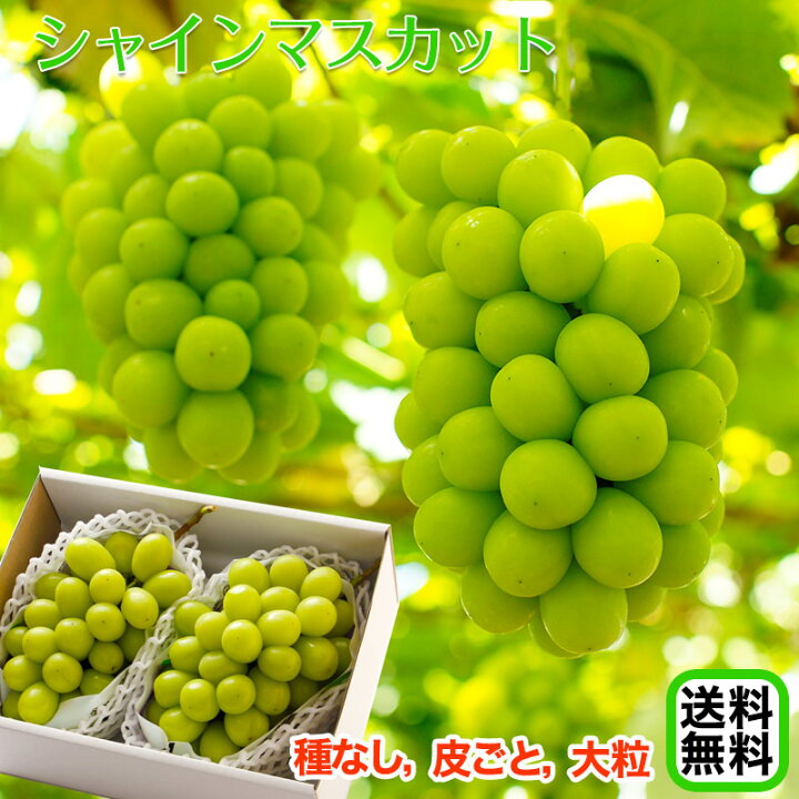 楽天市場】2026年 ご予約開始 シャインマスカット 約1kg（約500g×2房入 