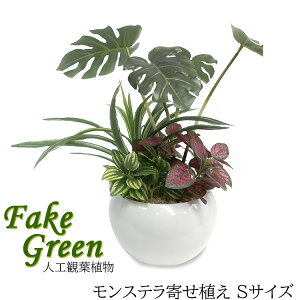観葉植物 モンステラ 寄せ植えの人気商品 通販 価格比較 価格 Com