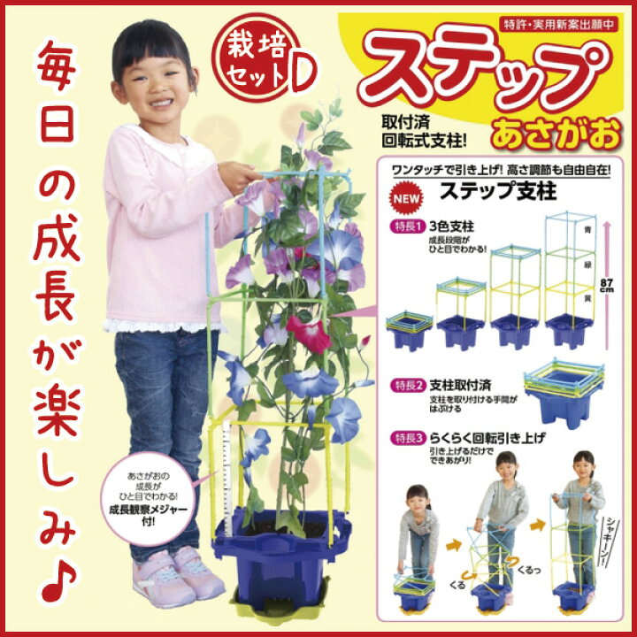 楽天市場 お取寄 あさがお栽培 ステップアップあさがおセット Dセット 朝顔 日本製 夏休み 自由研究 生活科 学校 小学校 保育園 幼稚園 授業 教材 花 アーテック メール便不可 文具王のｏｓｋ
