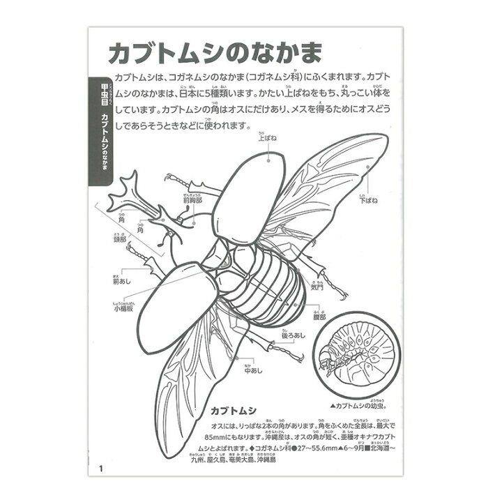 楽天市場 トーヨー 学べる ぬりえ 動く図鑑 Move 昆虫 こんちゅう カブトムシ 夏休み ブングショップ