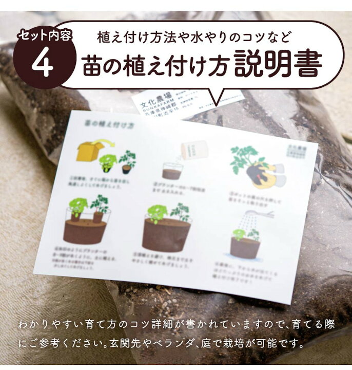 楽天市場 初めての家庭菜園キット 季節のサラダ野菜3種 家庭菜園 キッチンガーデン 野菜苗 ベランダ菜園 ベランダ栽培 プランター栽培 育てて食べる ポタジェガーデン サラダ ガーデニング 野菜苗の文化農場