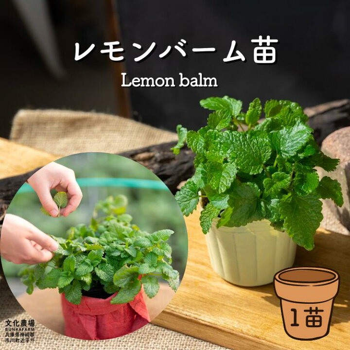 楽天市場 レモンバーム苗ハーブ苗 ドライハーブ ハーブティ ハーブ菜園 ポタジェ ハーブガーデン プランター栽培 家庭菜園初心者 レモンバーム ハーブ栽培 キッチンガーデン 野菜苗の文化農場