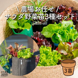 レタス 苗の人気商品 通販 価格比較 価格 Com