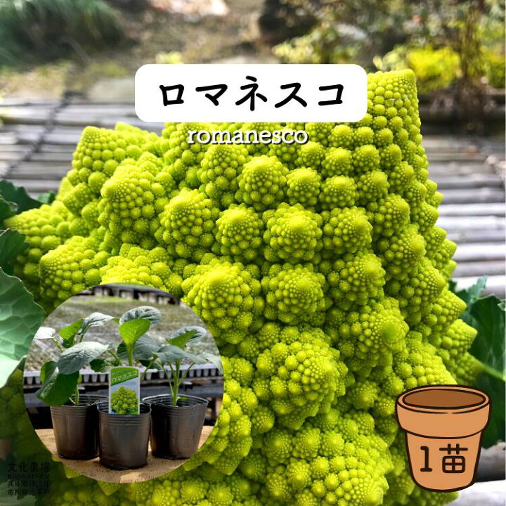 楽天市場 ロマネスコ苗カリフラワー苗 秋野菜苗 ロマネスコ 家庭菜園 キッチンガーデン ポタジェ プランターガーデニング プランター栽培 プランター菜園 野菜苗の文化農場