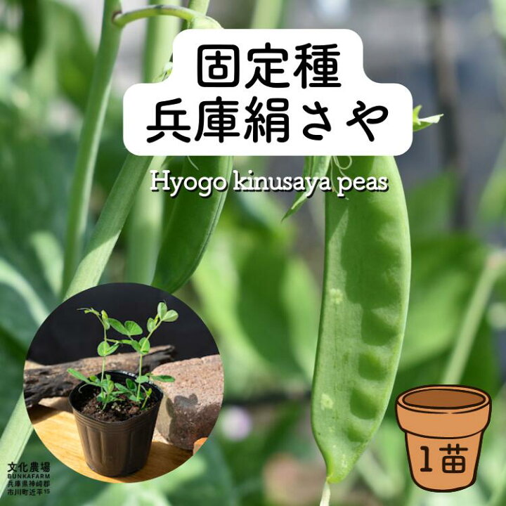 楽天市場 兵庫絹さや苗固定種 野菜苗 えんどう豆 豆苗 冬野菜苗 絹さや プランター栽培 家庭菜園 豌豆苗 家庭菜園初心者 野菜苗の文化農場 楽天市場 兵庫絹さや苗固定種 野菜苗 えんどう豆 豆苗 冬野菜苗 絹さや プランター栽培 家庭菜園 豌豆苗 家庭菜園初心者 野菜苗の文化農場