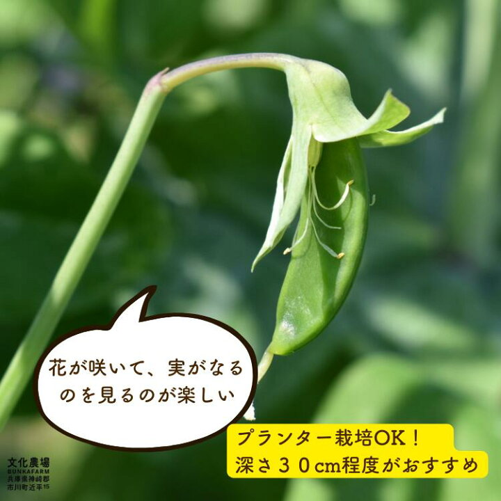 楽天市場 兵庫絹さや苗固定種 野菜苗 えんどう豆 豆苗 冬野菜苗 絹さや プランター栽培 家庭菜園 豌豆苗 家庭菜園初心者 野菜苗の文化農場