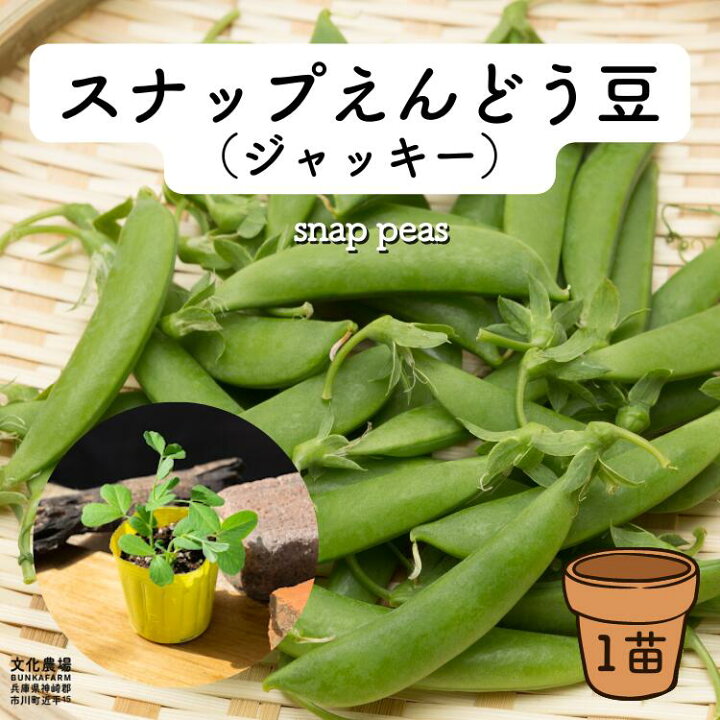 楽天市場 スナップえんどう豆ジャッキーポット苗 野菜苗 えんどう豆 豆苗 冬野菜苗 スナップえんどう プランター栽培 家庭菜園 豌豆苗 家庭菜園初心者 野菜苗の文化農場