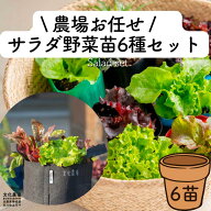 農場厳選の季節のサラダ野菜6種レタス,野菜苗,家庭菜園初心者,はじめての家庭菜園,レタス苗,サラダ野菜,…